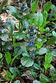 Kruipend zenegroen (Ajuga reptans)