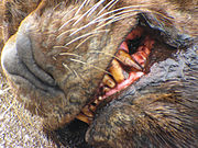 Detalle de la dentadura de un ejemplar en Talcahuano, Chile.