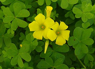 Oxalis pes-caprae (Bermuda buttercup)