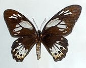 O. p. hecuba, female