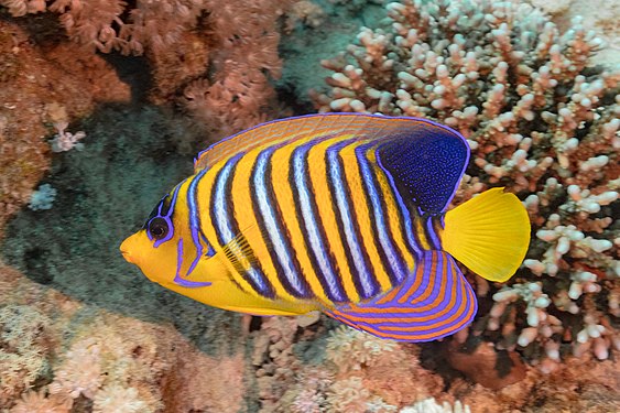 Royal angelfish by Diego Delso