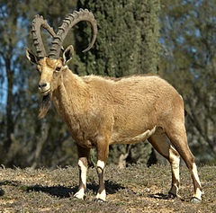 Nubinis ožys (Nubian ibex)