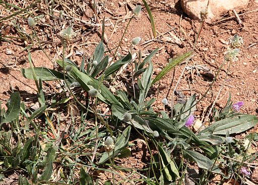 Plantago lanceolata