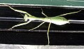 Adult female Stagmomantis limbata