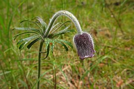 Aas-karukell Pulsatilla pratensis