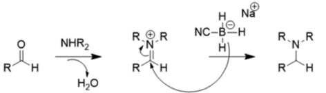 El carbonyl y la amina experimenta deshidratación para formar un iminium el ion intermedio, el cual entonces experimenta reductive amination para formar la amina.