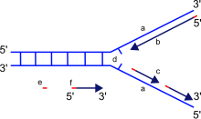 Scheme of the replication fork.
a: template, b: leading strand, c: lagging strand, d: replication fork, e: primer, f: Okazaki fragments Replication fork.svg