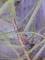 Roridula gorgonias, detail listů s kořistí