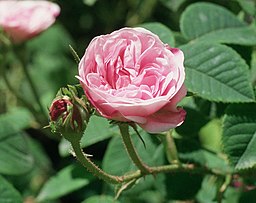 Rosa 'Kleine Lisette''Petite Lisette'