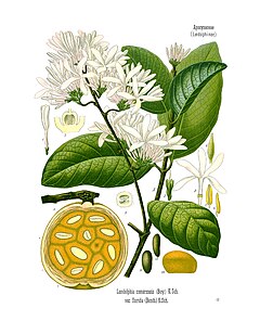 Description de l'image Saba comorensis - Köhler–s Medizinal-Pflanzen-085.jpg.