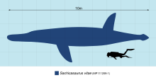 Comparaison des tailles Sachicasaurus vitae et plongeur humain.