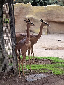 Zoo San Diego Avril 2013 13.JPG