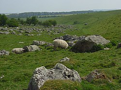 Sarsen stones on Fyfield Down