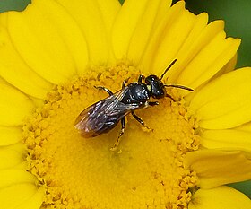 Ceratina cucurbitina