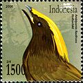 ID067.06, 5 November 2006, New Species found in Papua - species:Amblyornis flavifrons