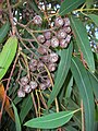 Feuilles, fruits avec des crêtes