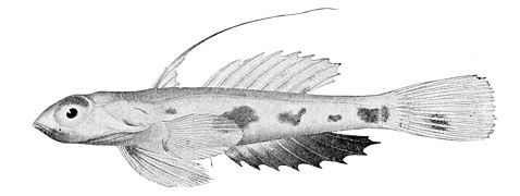 Synchiropus rubrovinctus