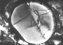 Transmission electron micrograph of dislocations TEM micrograph dislocations precipitate stainless steel 2.jpg