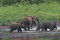 Afrikiniai miškiniai drambliai laukymėje