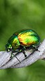 Tansy Beetle (Chrysolina graminis) in York, UK