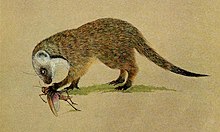 The carnivores of West Africa BHL8726423, Mungos gambianus.jpg