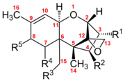 Chemical structure of trichothecenes Trichothecenes.png