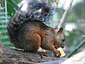 Sciurus variegatoides rigidus in San José