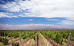 240px-Vineyard_in_Mendoza%2C_Argentina.j
