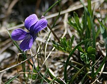 Violette à feuilles pennées