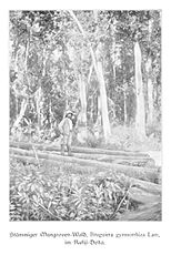 Πυκνό μαγκρόβιο δάσος στο δέλτα του Ρουφίτζι (1904).