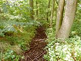 Weddeler Graben am Rande der Buchhorst, Sommer 2016