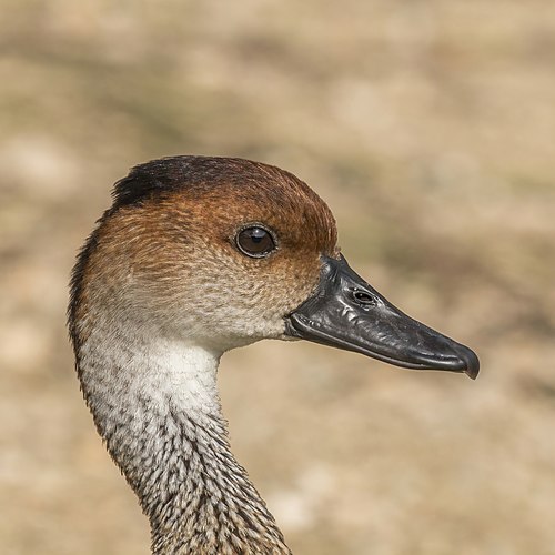 Голова кубинской свистящей утки (Dendrocygna arborea)