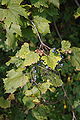 Michigan Wild Grape, Vitis labrusca