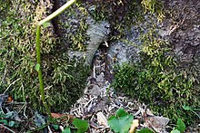 Bee nest in the trunk of a spruce Wildbienen.jpg