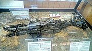 Miniatura para Yaguarasaurus