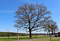 Old oak – protected tree