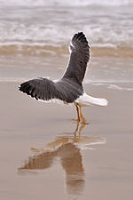 Miniatura per Larus fuscus