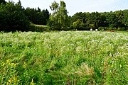 Bloemrijk grasland