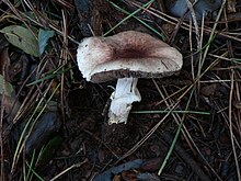 Agaricus porphyrizon P.D.Orton 1960 AgaricusPorphyrizon2.jpg