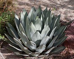 Agave palmeri[англ.]