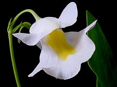 Description de l'image Alpina flower.JPG.