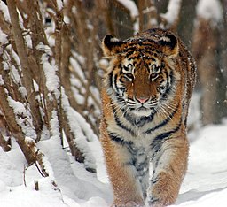 Amur Tiger Panthera tigris altaica Cub 2184px adjusted