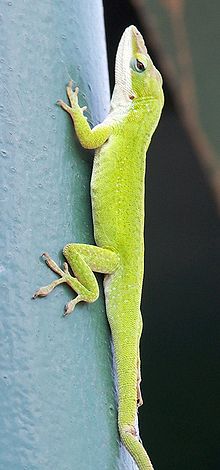 Anole.jpg