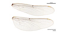 Female wings