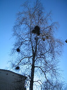 Beržinis ragangrybis (Taphrina betulina)