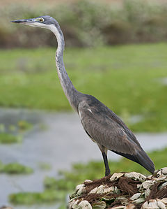 Black-headed heron, by Muhammad Mahdi Karim