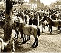 Exemple histoire du cheval Breton : une foire vers 1900-1910, dans le Finistère.