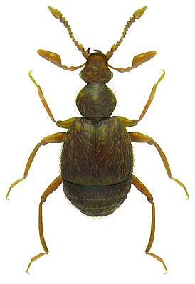 Bryaxis curtisi