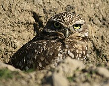 A burrowing owl in Antioch Burrowing Owl in Antioch 2009.jpg