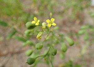 양구슬냉이(Camelina sativa)